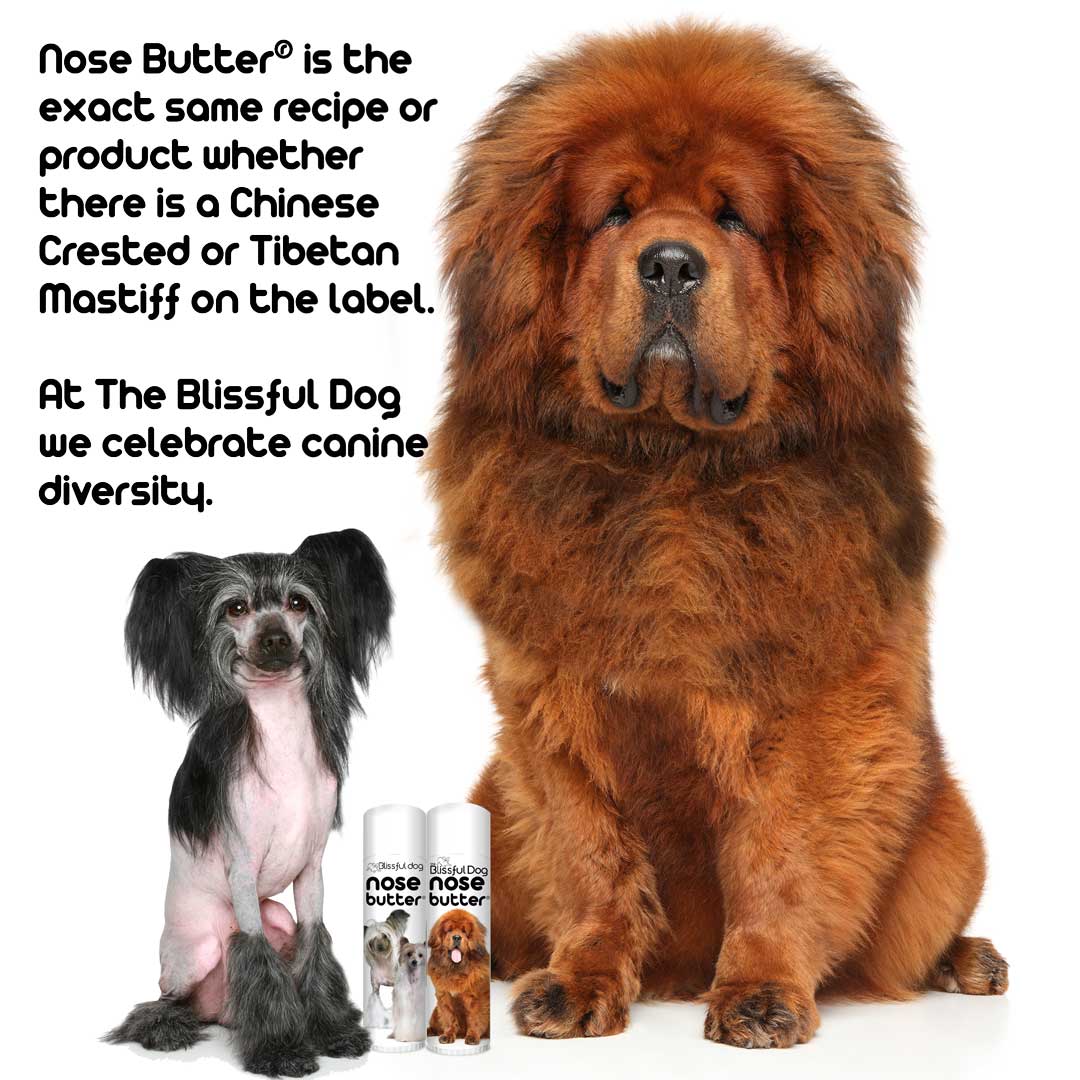 dog diversity